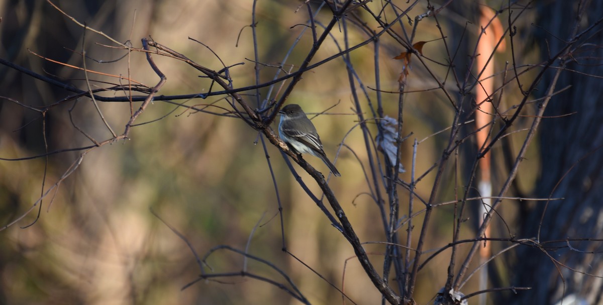 Eastern Phoebe - ML612446618