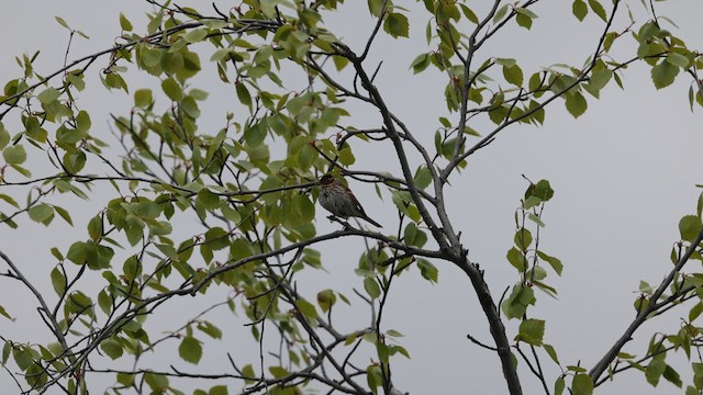 Little Bunting - ML612446625