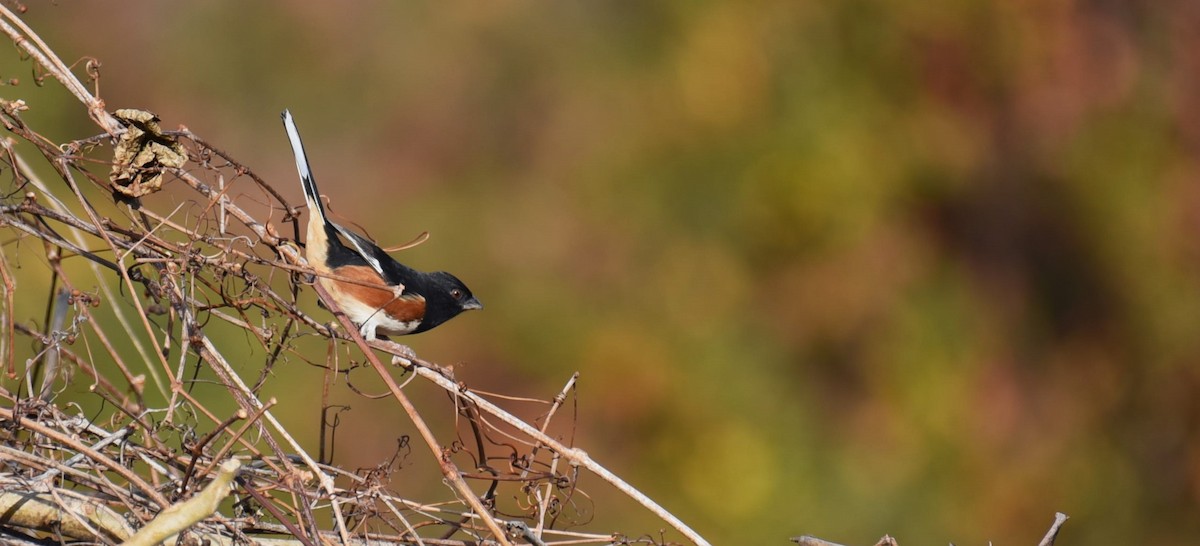 Eastern Towhee - ML612446631