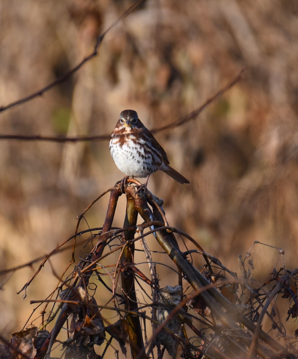 Fox Sparrow - ML612446636