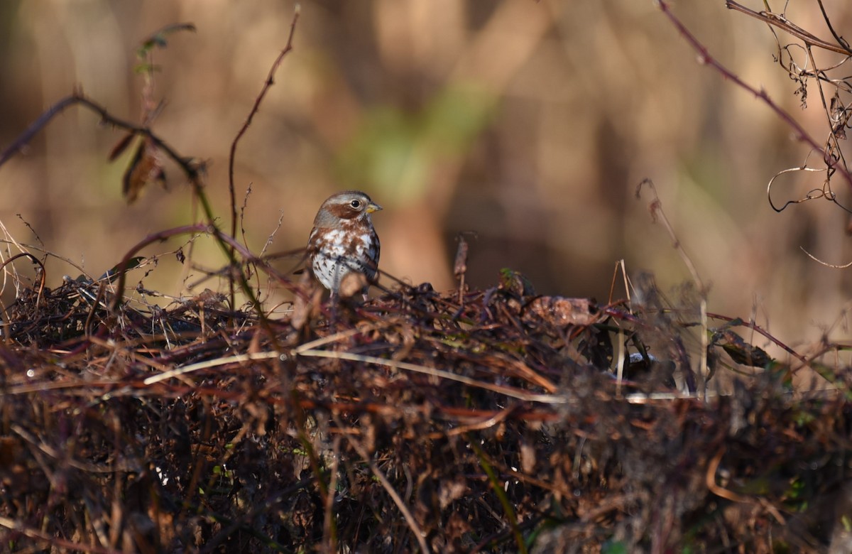 Fox Sparrow - ML612446638