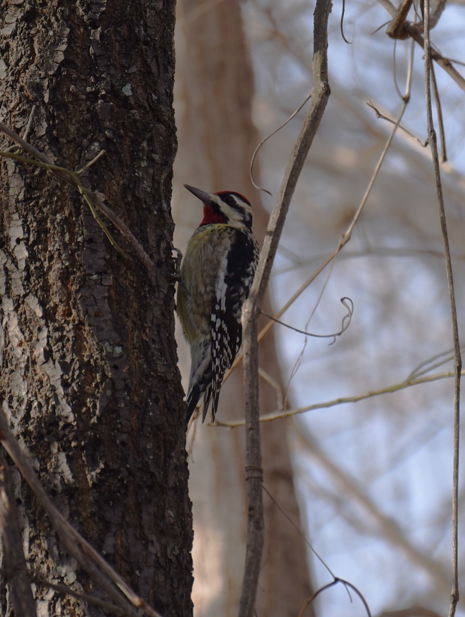 Yellow-bellied Sapsucker - ML612446646