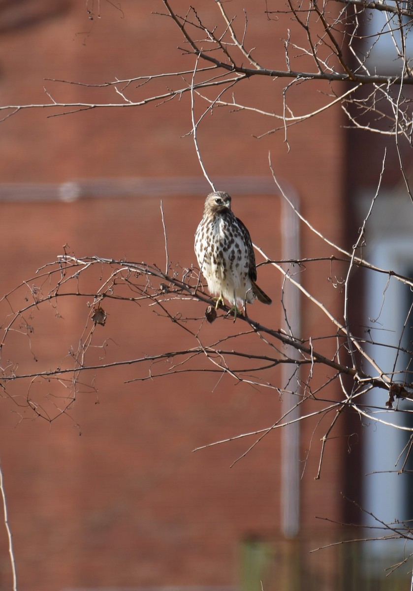 Red-shouldered Hawk - ML612446655