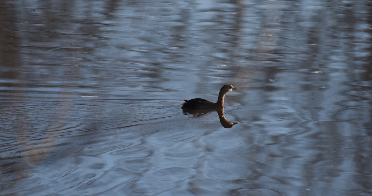 Pied-billed Grebe - ML612446662