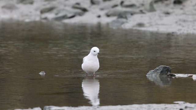 Ross's Gull - ML612446667