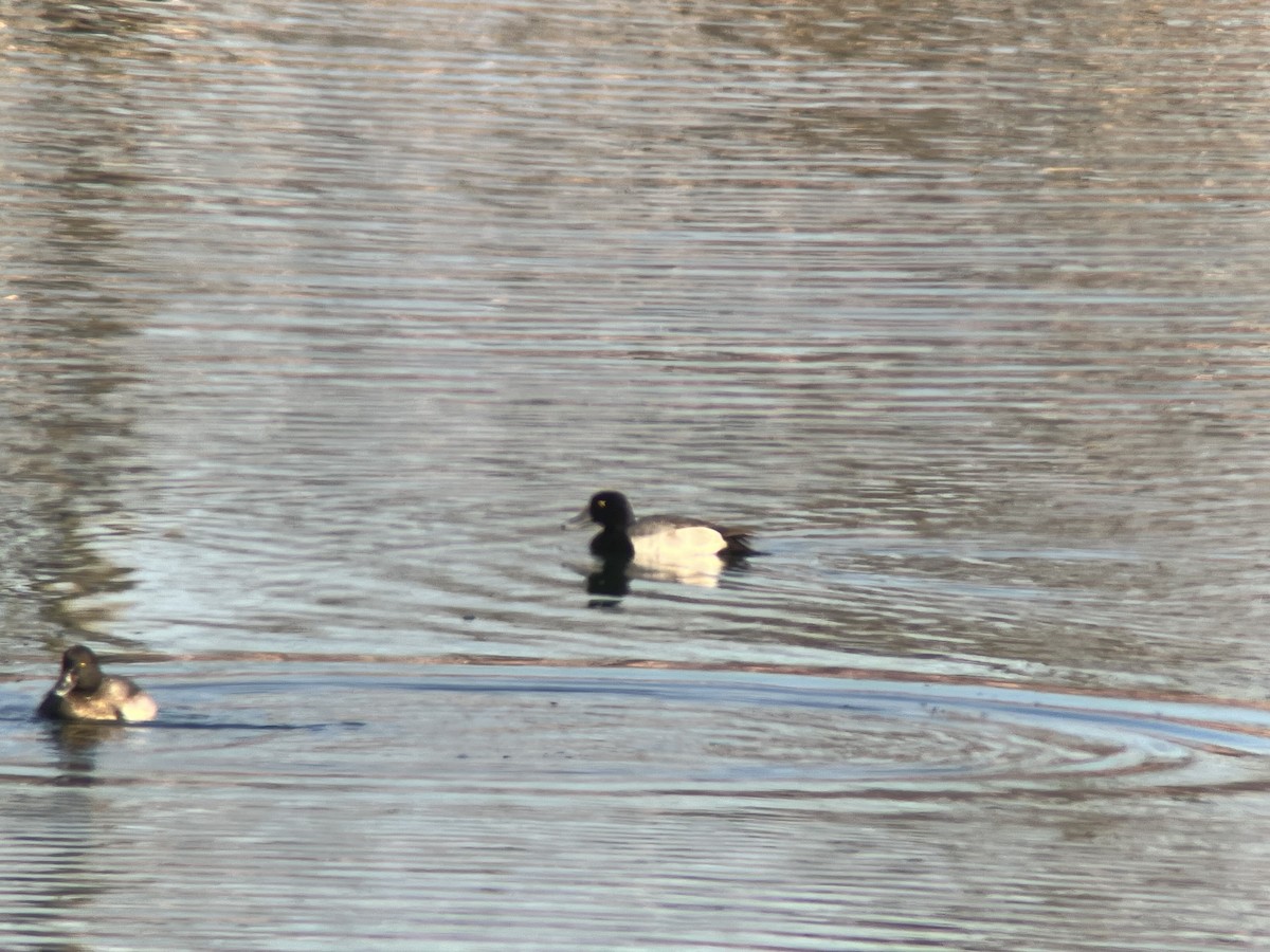 Lesser Scaup - ML612446674