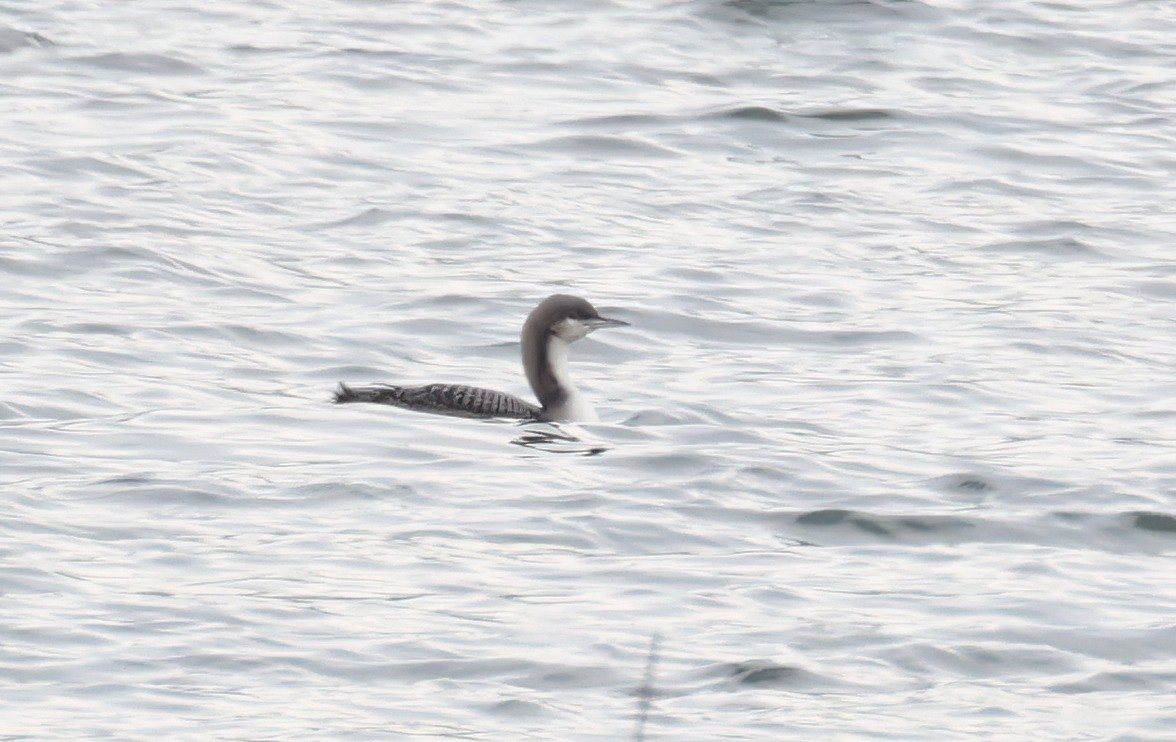 Pacific Loon - ML612446675