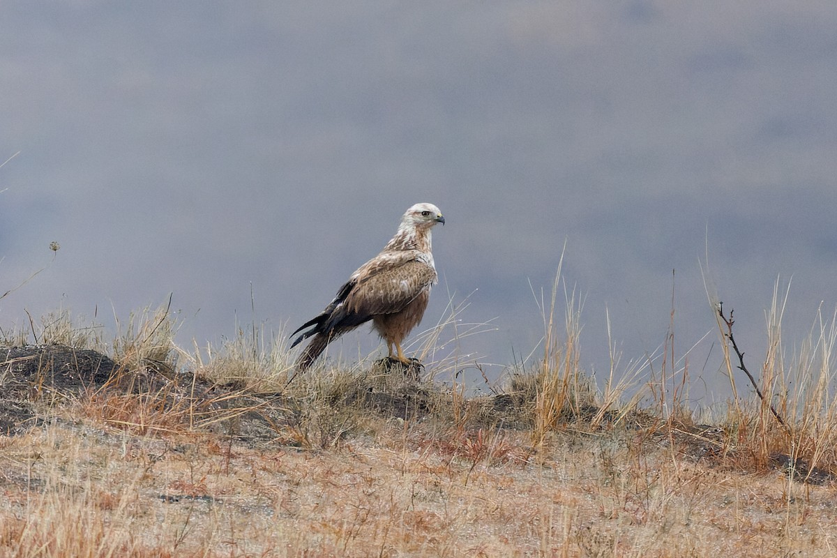 Long-legged Buzzard - ML612446721