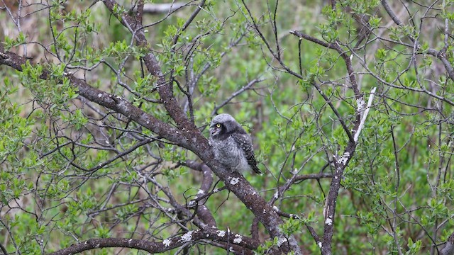 オナガフクロウ（ulula／tianschanica） - ML612446731