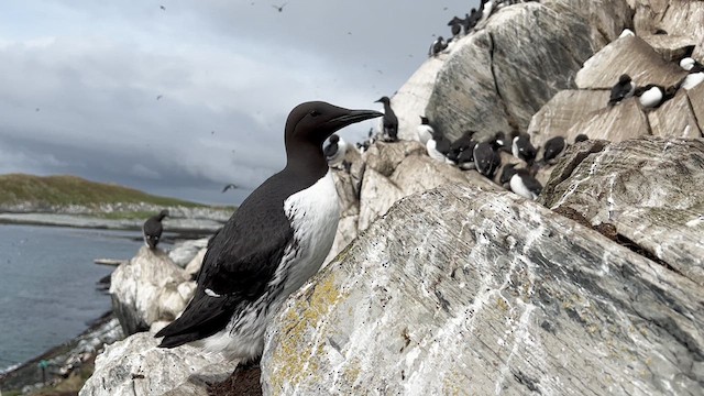 Common Murre - ML612446759