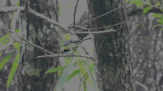 Indian Yellow Tit - ML612446770