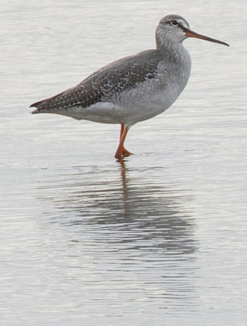 Spotted Redshank - ML612446981