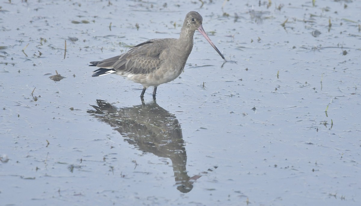 Black-tailed Godwit - ML612447057