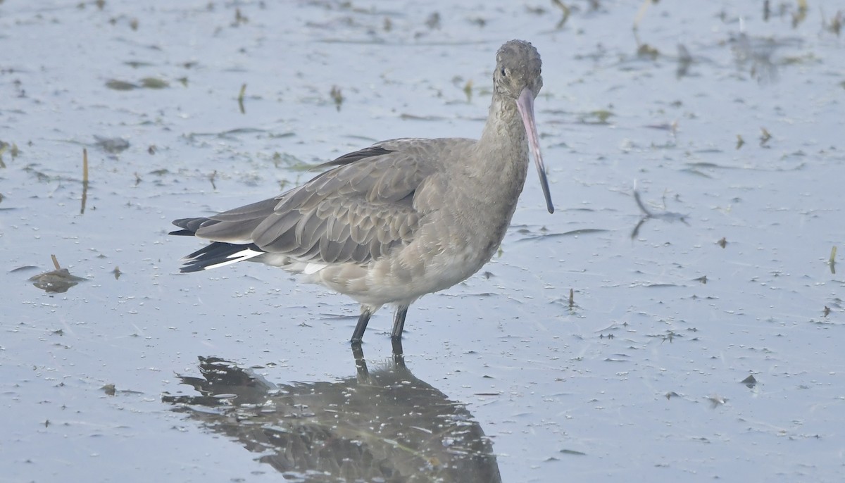 Black-tailed Godwit - Vinayan K. P