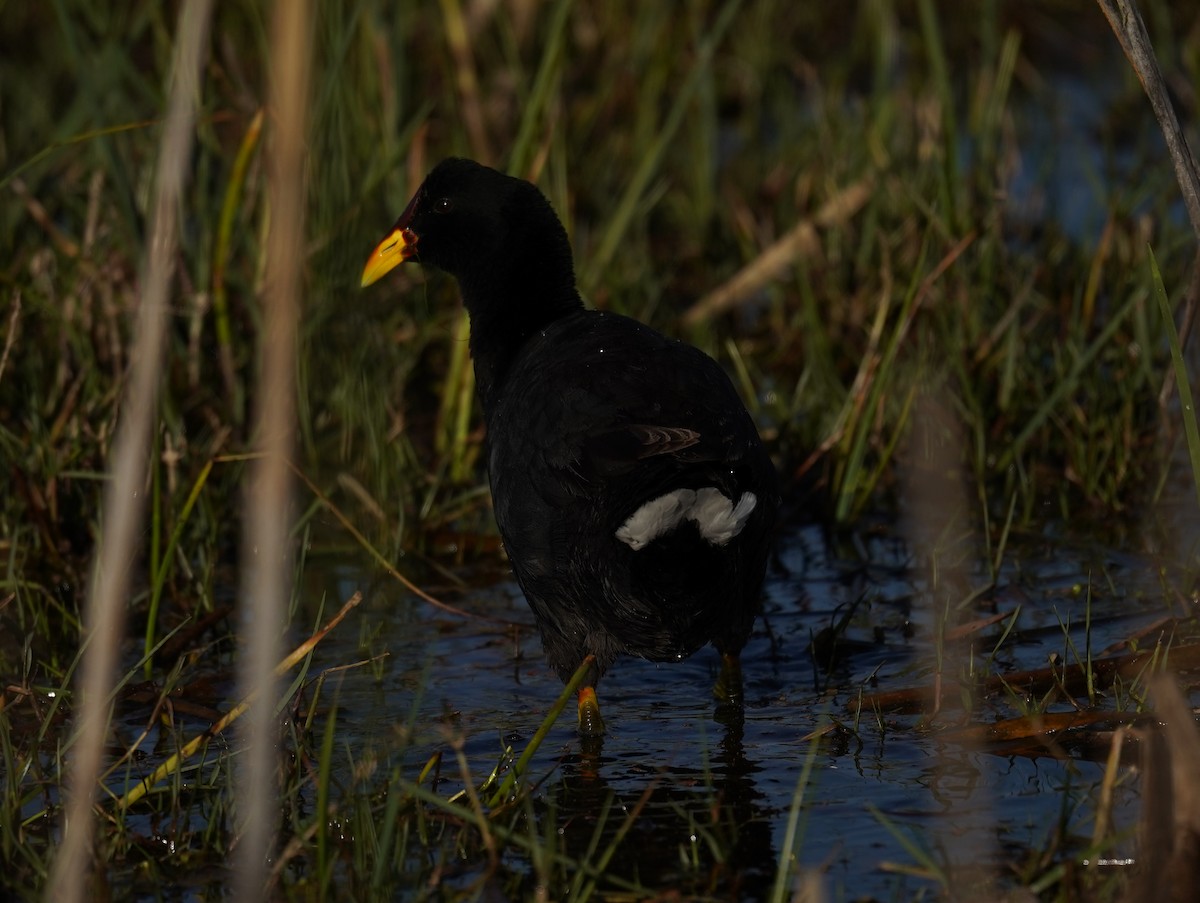 Red-fronted Coot - ML612447096