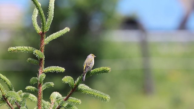 Citril Finch - ML612447122