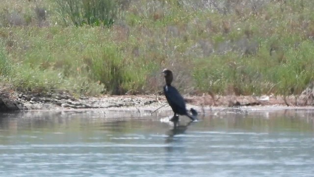 Pygmy Cormorant - ML612447131