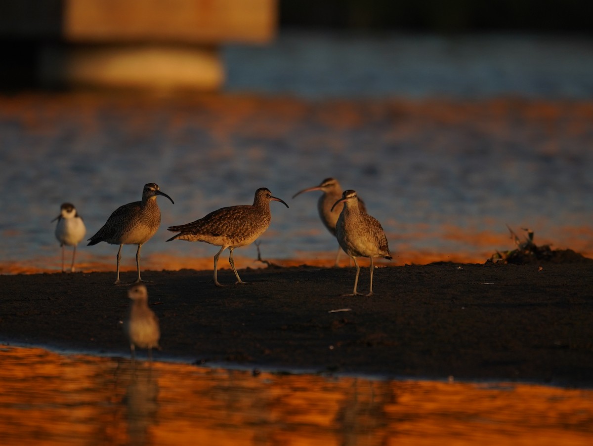 Whimbrel - ML612447132