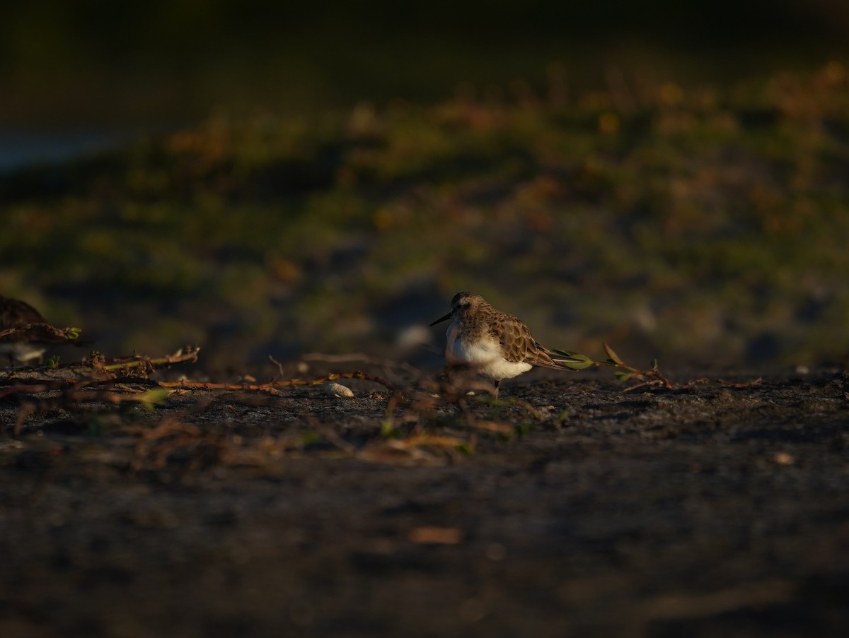 Baird's Sandpiper - ML612447182