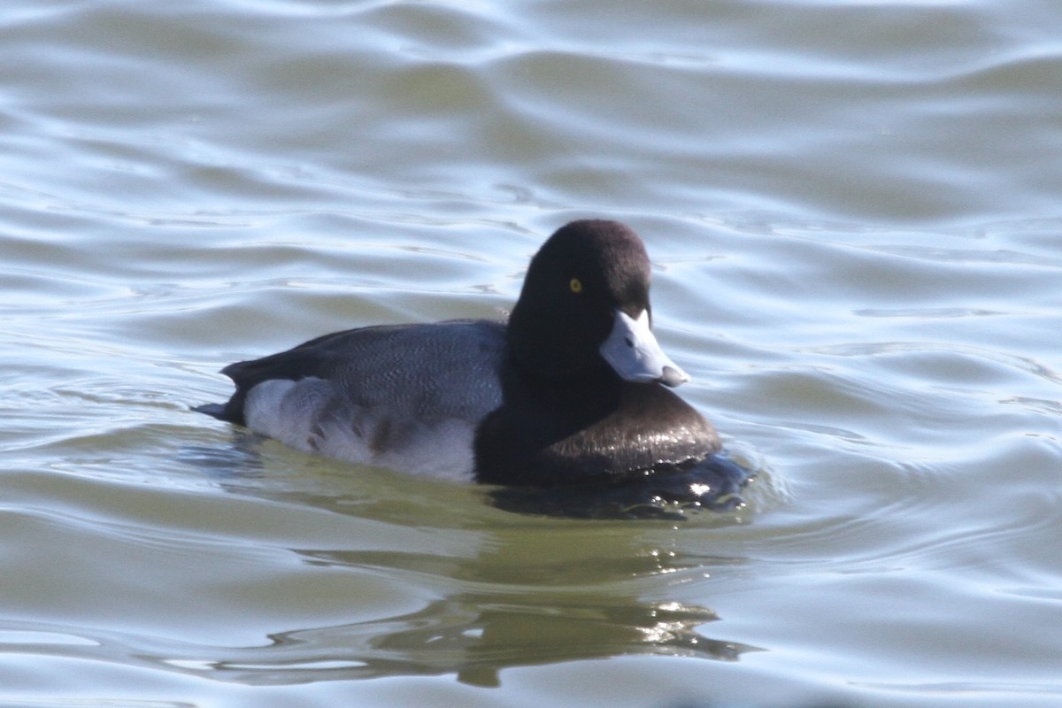 Greater Scaup - ML612447242