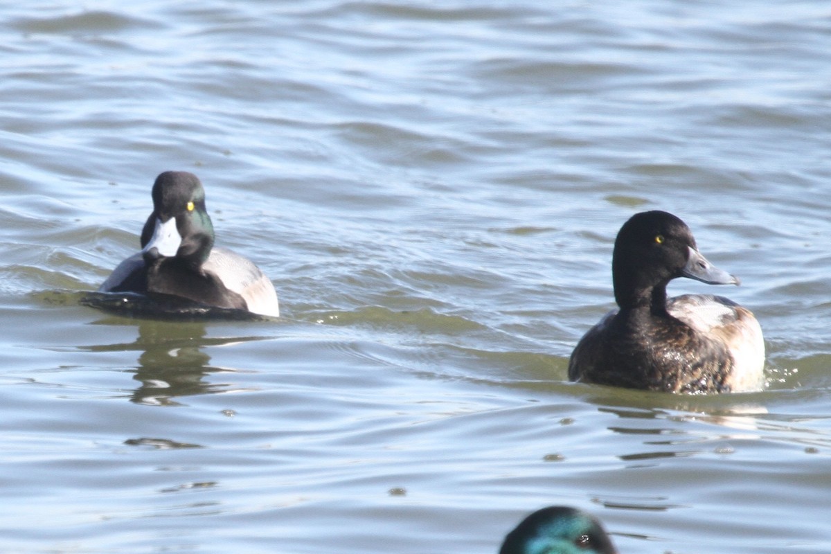 Greater Scaup - ML612447243
