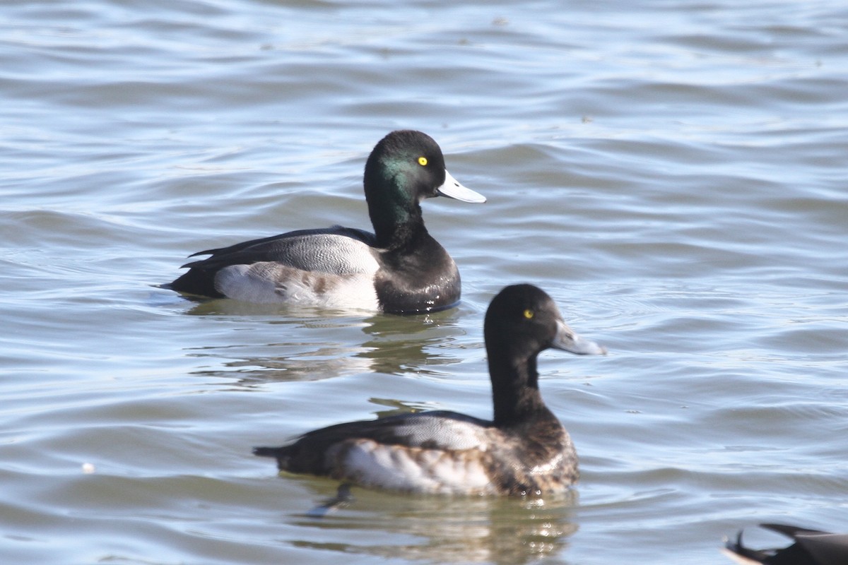 Greater Scaup - ML612447244