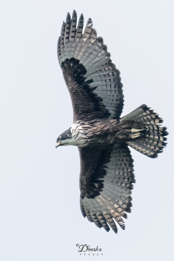 Rufous-bellied Eagle - ML612447432