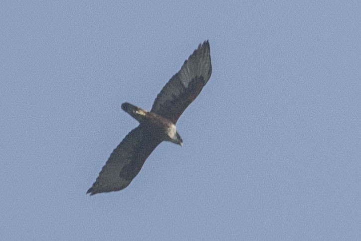 Rufous-bellied Eagle - ML612447444