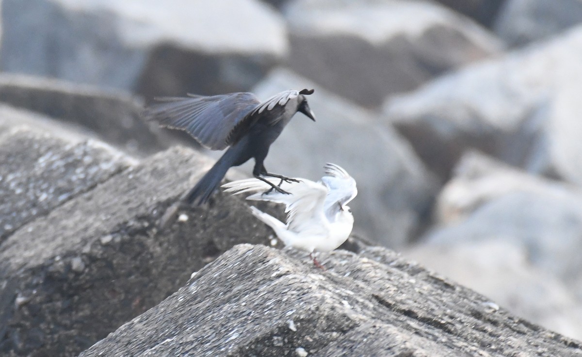 Common Tern - Nishad Eshaal