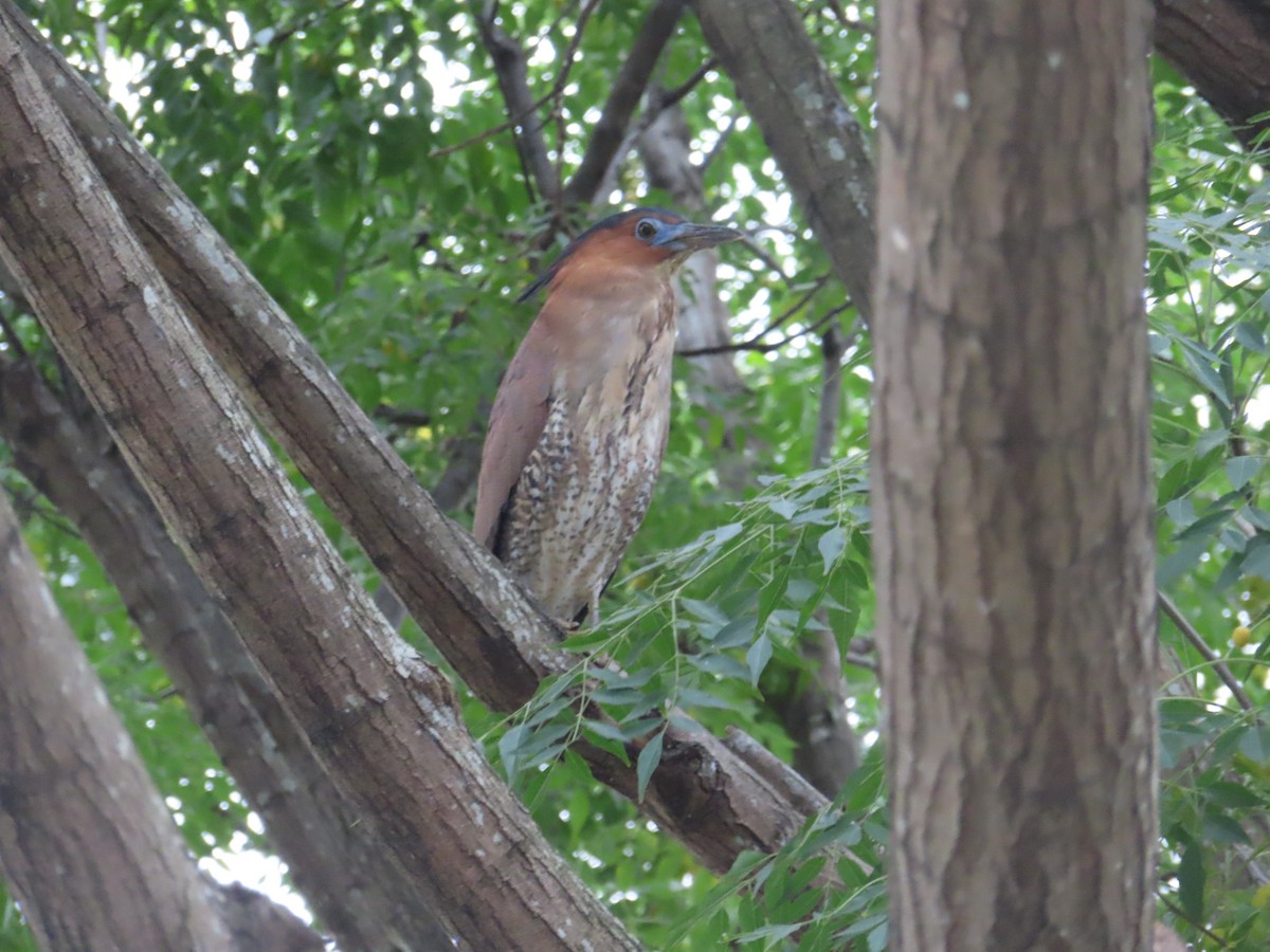 Malayan Night Heron - ML612447572