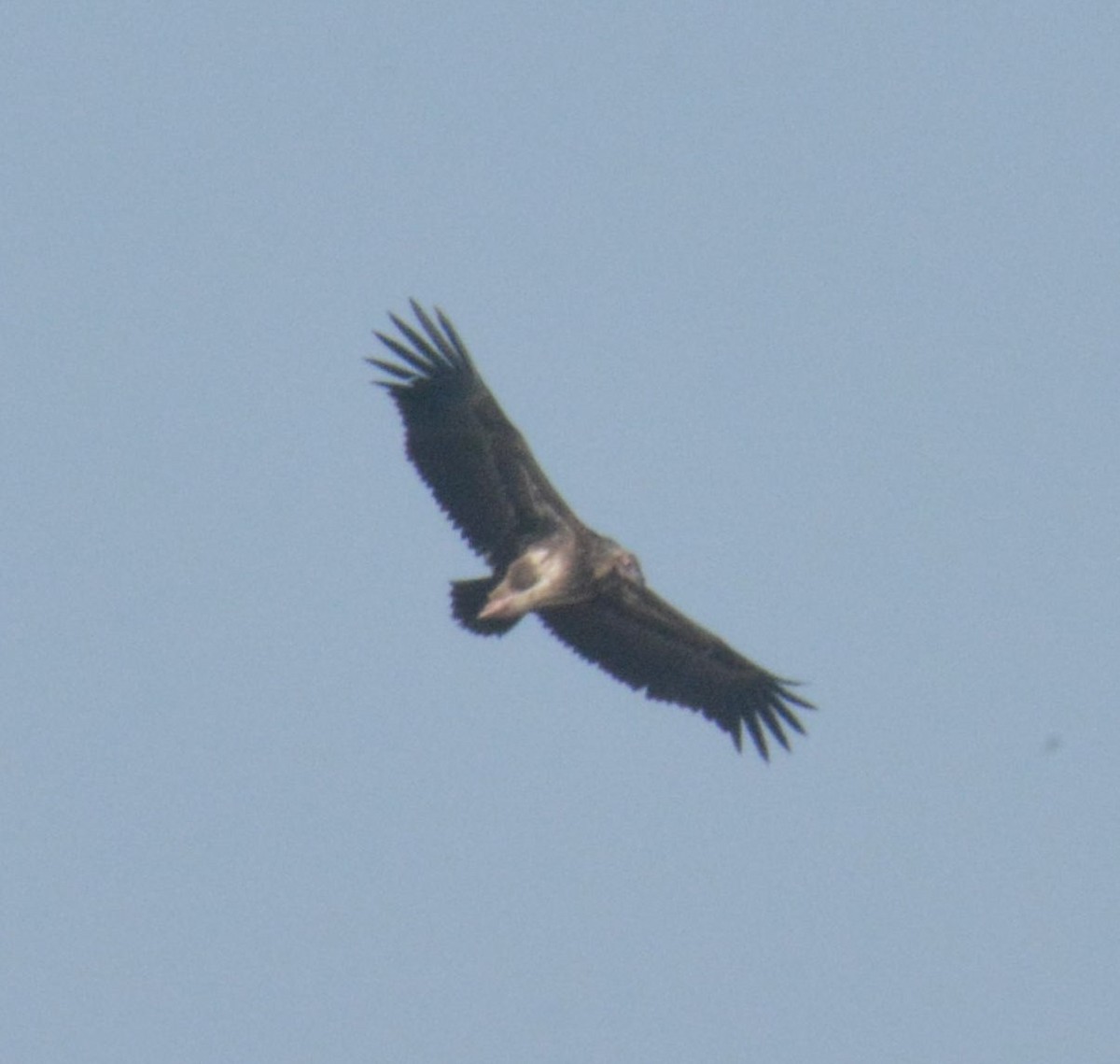 Red-headed Vulture - ML612447591