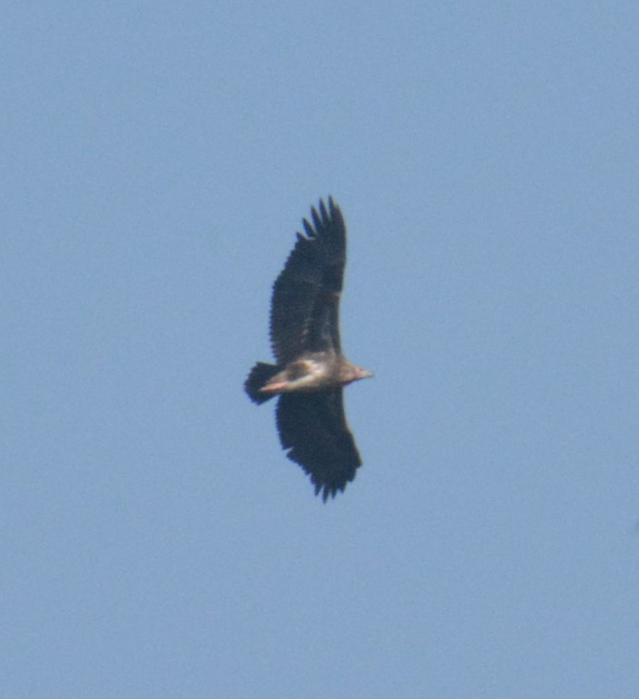 Red-headed Vulture - ML612447592