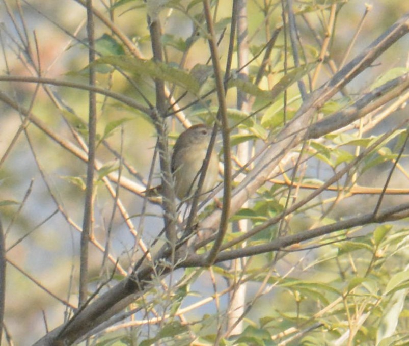 Jungle Prinia - ML612447597