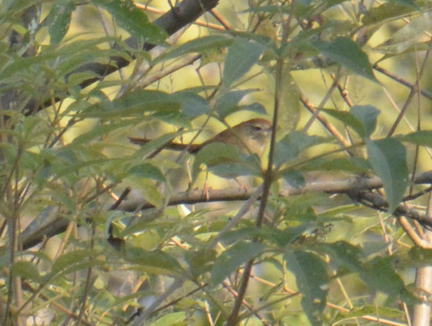 Jungle Prinia - ML612447598