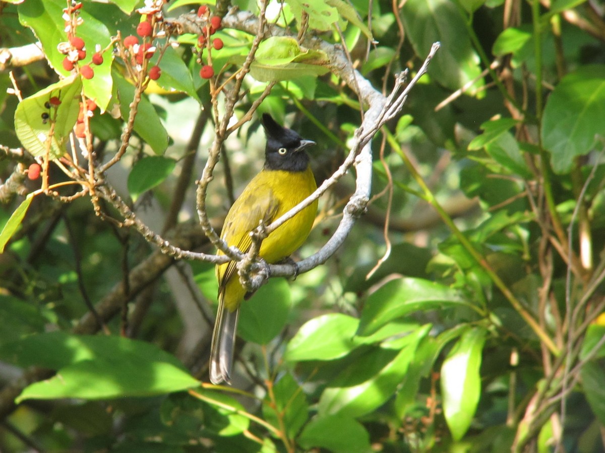 Black-crested Bulbul - ML612447666