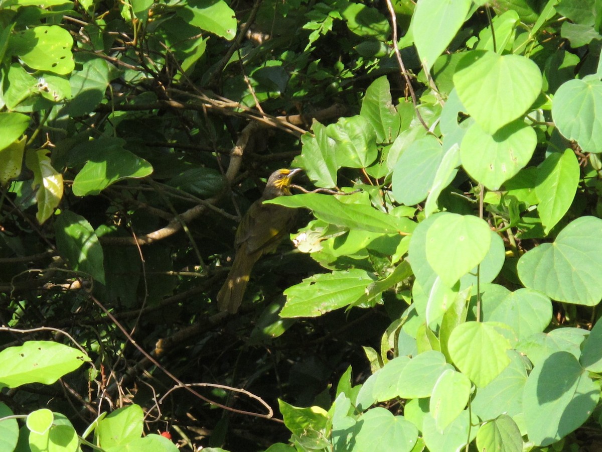 Stripe-throated Bulbul - ML612447667