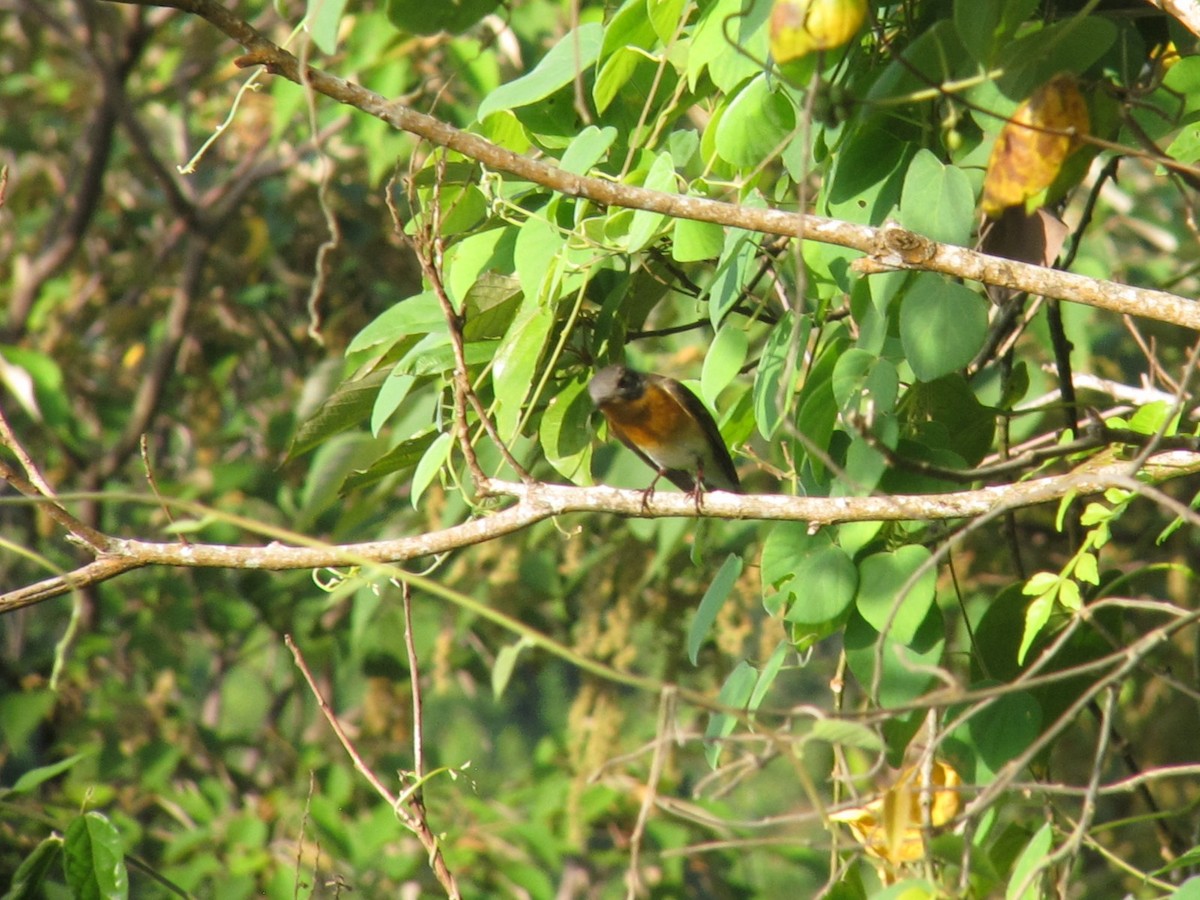 Mugimaki Flycatcher - ML612447672