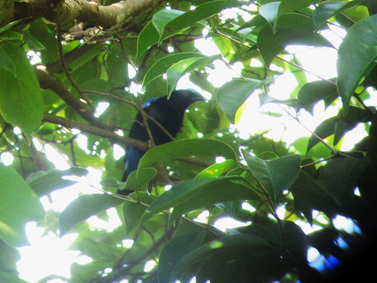 Asian Fairy-bluebird - Agris Celmins