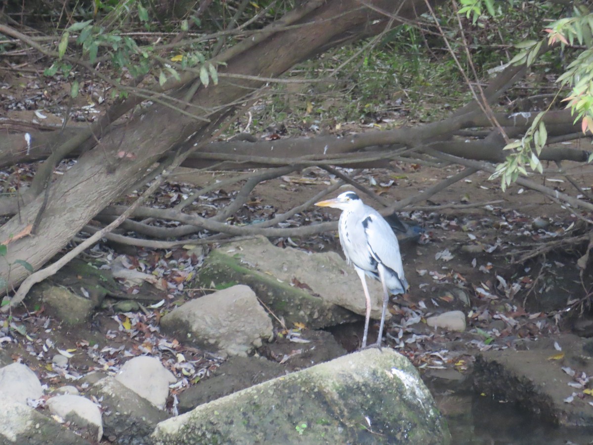 Gray Heron - ML612447761