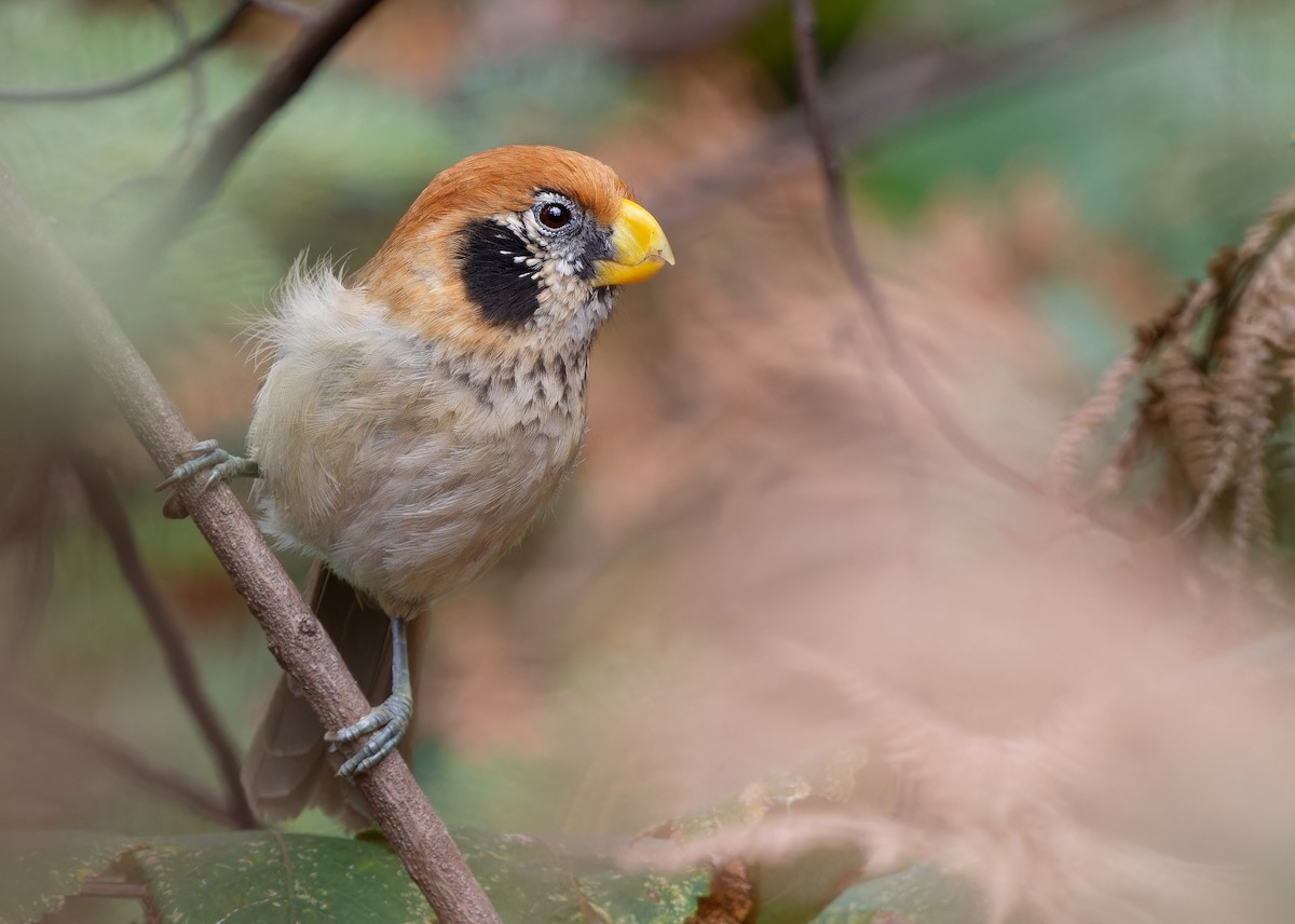 Paradoxornis fléché - ML612447804