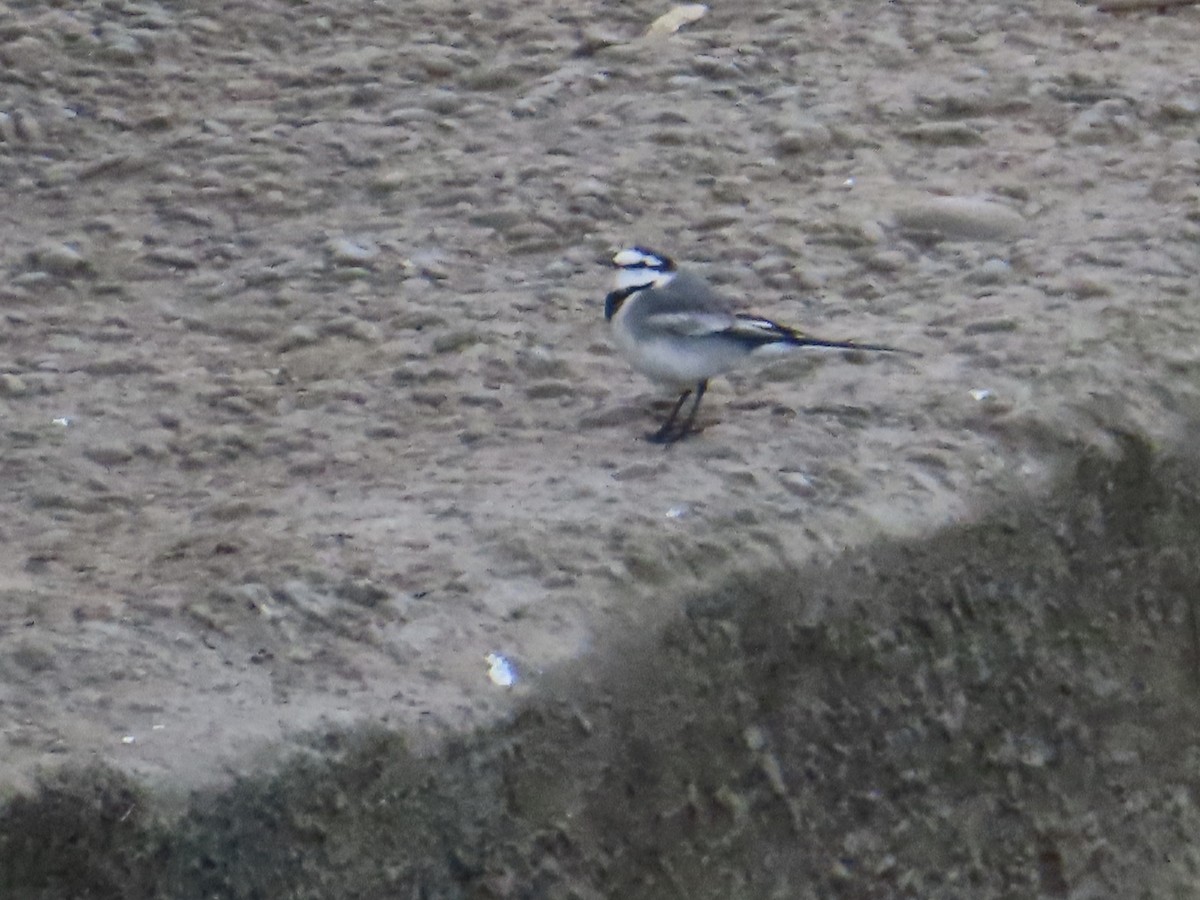 White Wagtail - ML612447814