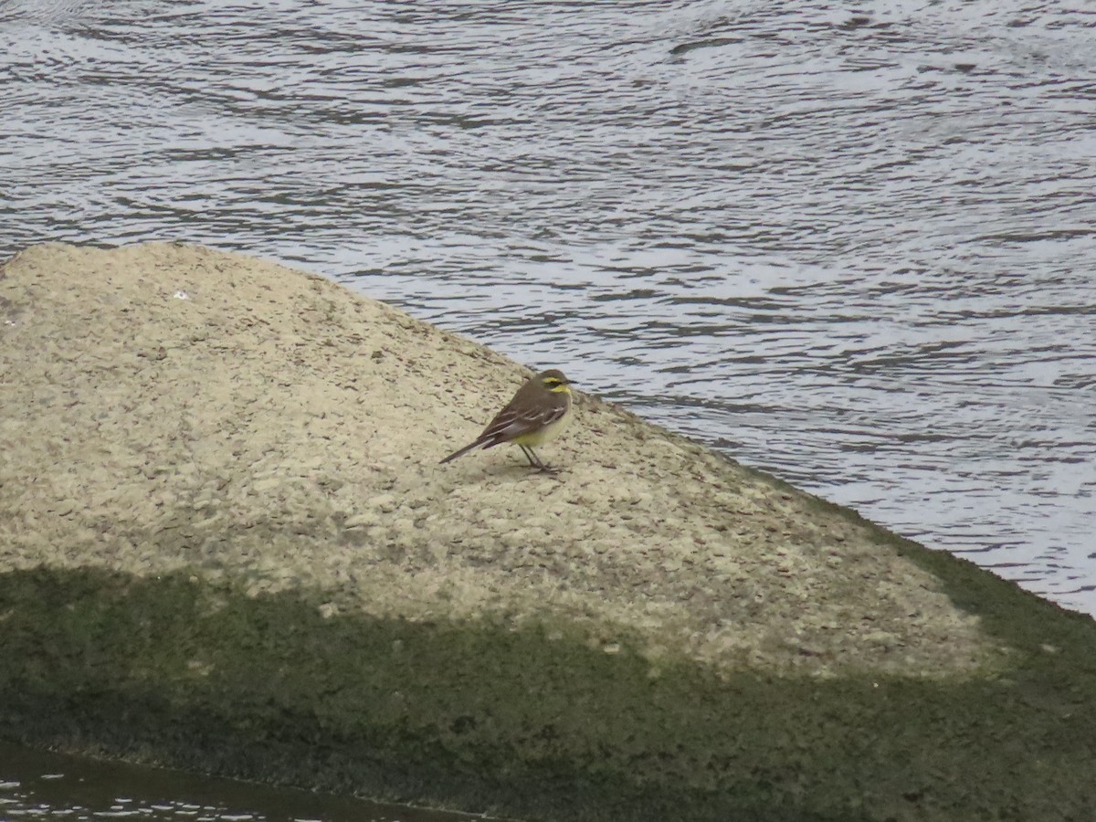 Eastern Yellow Wagtail - ML612447847