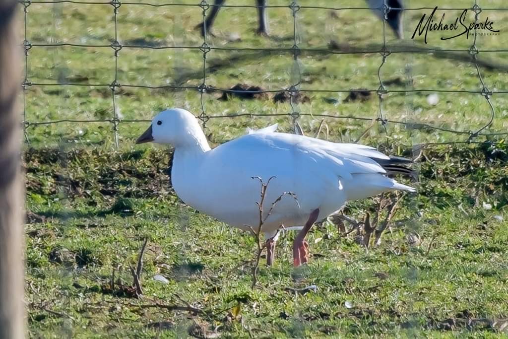 Ross's Goose - ML612447859