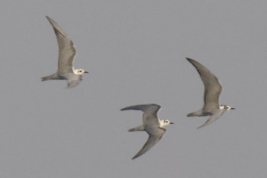 White-winged Tern - ML612447873