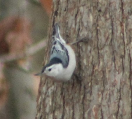 White-breasted Nuthatch - ML612447896