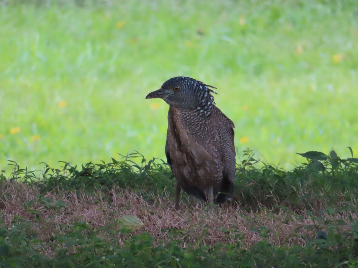 Malayan Night Heron - ML612447897