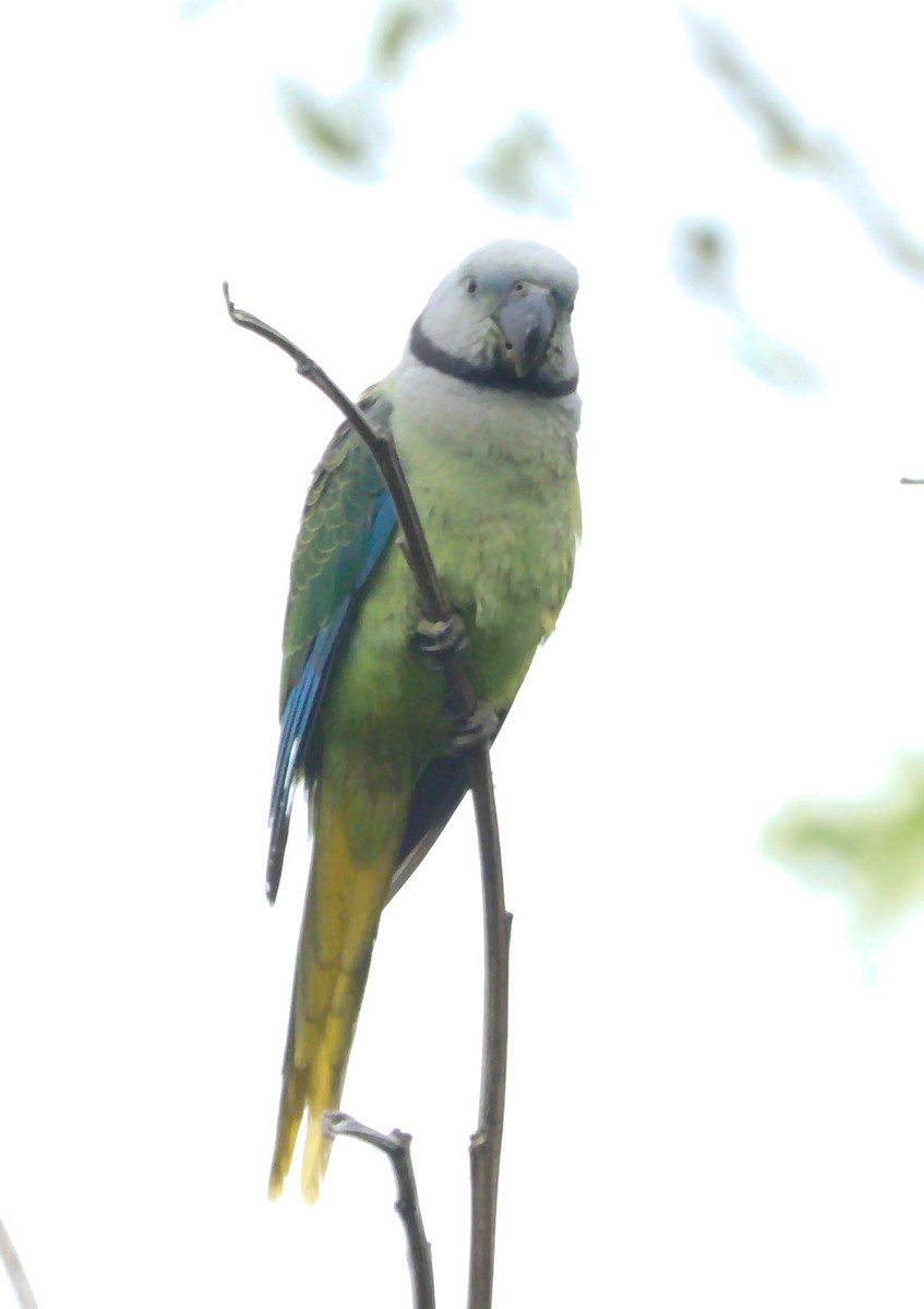 Malabar Yeşil Papağanı - ML612447914
