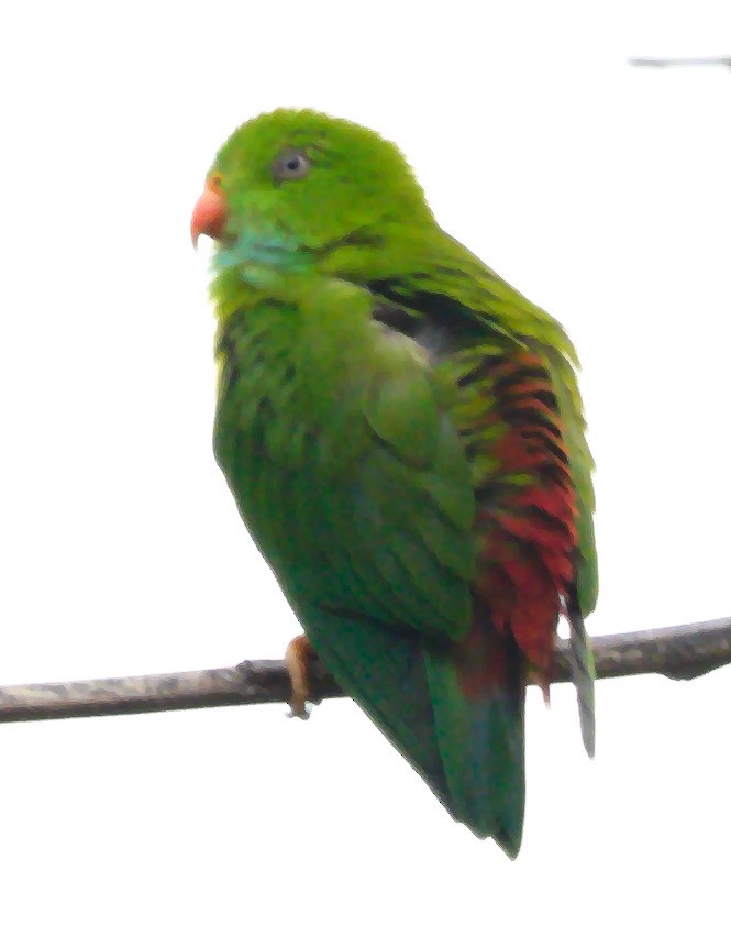 Vernal Hanging-Parrot - ML612447923