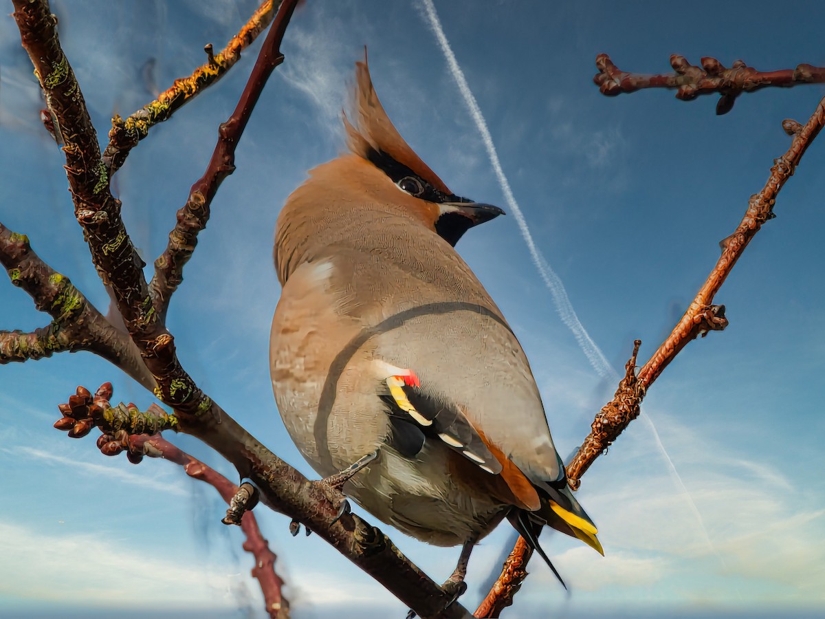 Bohemian Waxwing - David & Dawn Harris