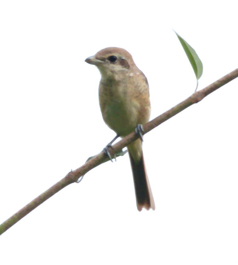 Brown Shrike - ShankarGanesh Kandasamy